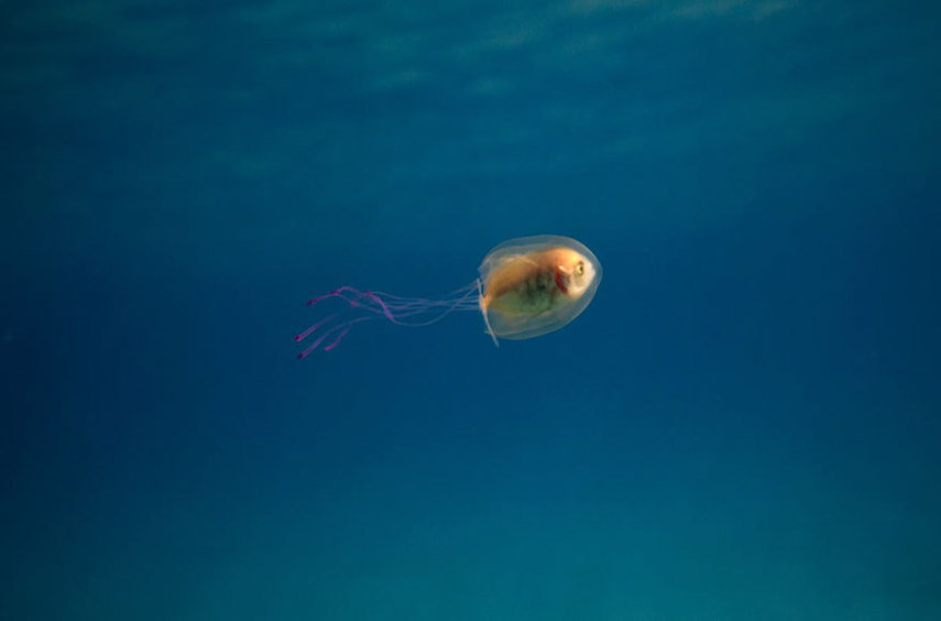 O fotógrafo Tim Samuels conseguiu fazer o clique impressionante em Bryon Bay, na Austrália