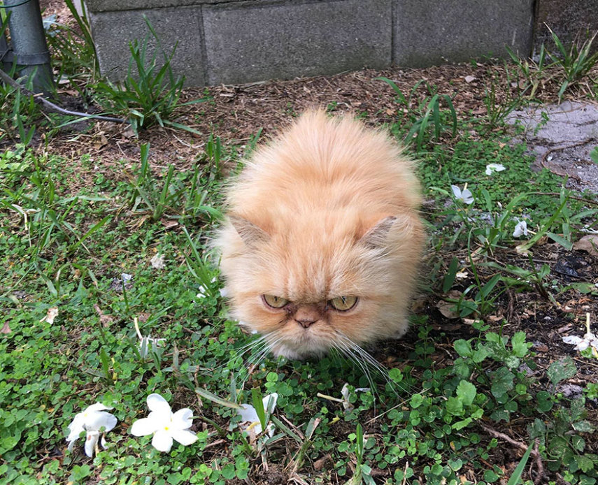 Garfield parece odiar cada minuto da nova vida. Quem aqui pediu para ser adotado, hein?