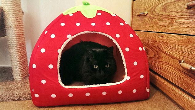 O dono desse gatinho chegou em casa bem maluco e decidiu comprar uma casinha de morango para o felino. Melhor presente de bêbado!