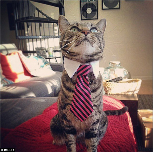 O dono desse aqui, porém, achou de bom tom comprar uma GRAVATA para o gato. Prioridades.