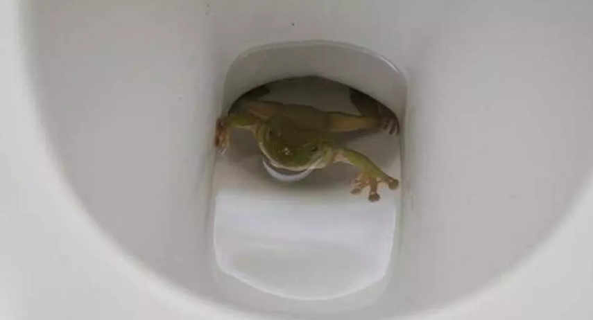 Nojooooo! Perfis compartilham na internet imagens de animais encontrados no vaso sanitário que deviam estar muito, muito longe de lá