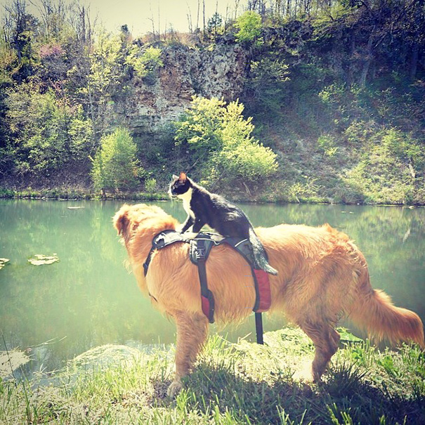 Na conta @campingwithcats, Ryan Carter posta foto de pessoas que levam seus felinos para curtir a natureza e escalar