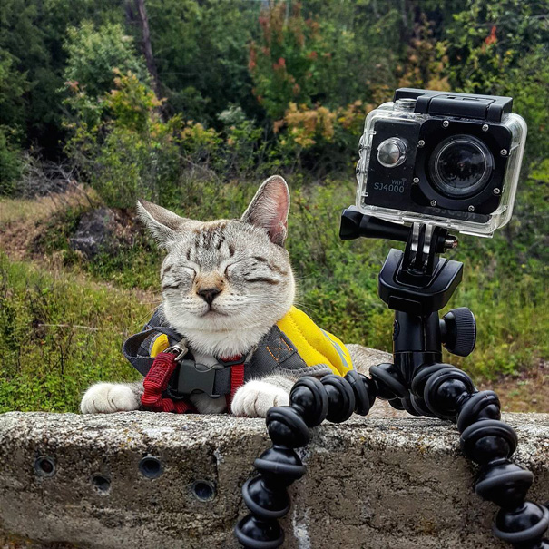 Na conta @campingwithcats, Ryan Carter posta foto de pessoas que levam seus felinos para curtir a natureza e escalar