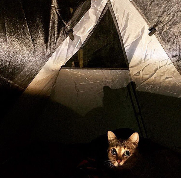 Na conta @campingwithcats, Ryan Carter posta foto de pessoas que levam seus felinos para curtir a natureza e escalar