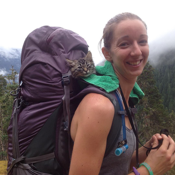 Na conta @campingwithcats, Ryan Carter posta foto de pessoas que levam seus felinos para curtir a natureza e escalar