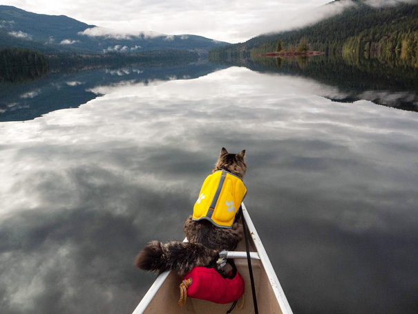 Na conta @campingwithcats, Ryan Carter posta foto de pessoas que levam seus felinos para curtir a natureza e escalar