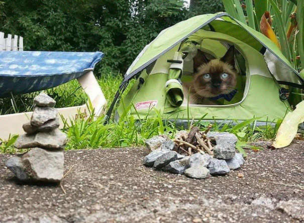 Na conta @campingwithcats, Ryan Carter posta foto de pessoas que levam seus felinos para curtir a natureza e escalar