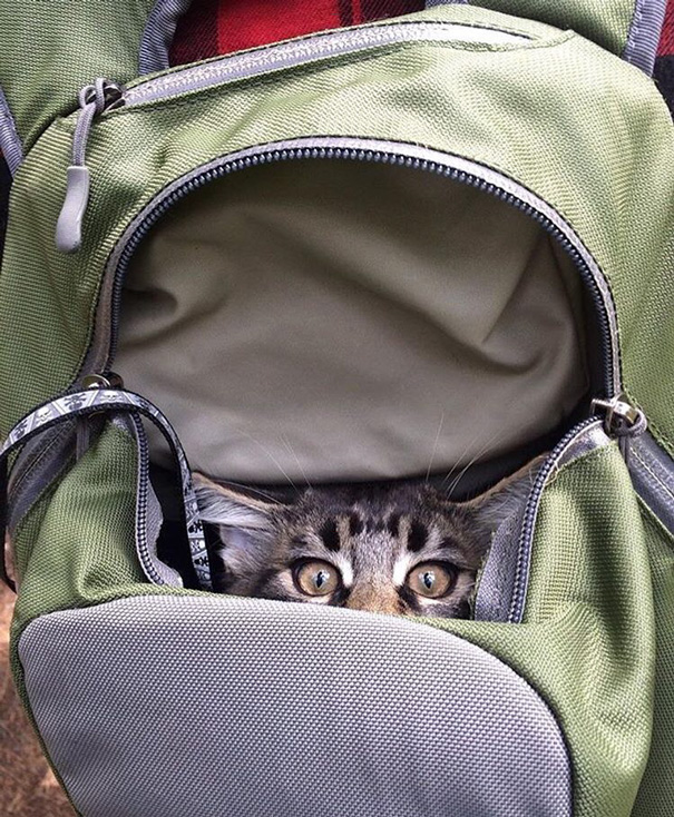 Na conta @campingwithcats, Ryan Carter posta foto de pessoas que levam seus felinos para curtir a natureza e escalar