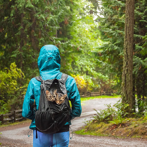 Na conta @campingwithcats, Ryan Carter posta foto de pessoas que levam seus felinos para curtir a natureza e escalar