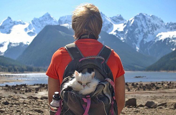 Na conta @campingwithcats, Ryan Carter posta foto de pessoas que levam seus felinos para curtir a natureza e escalar