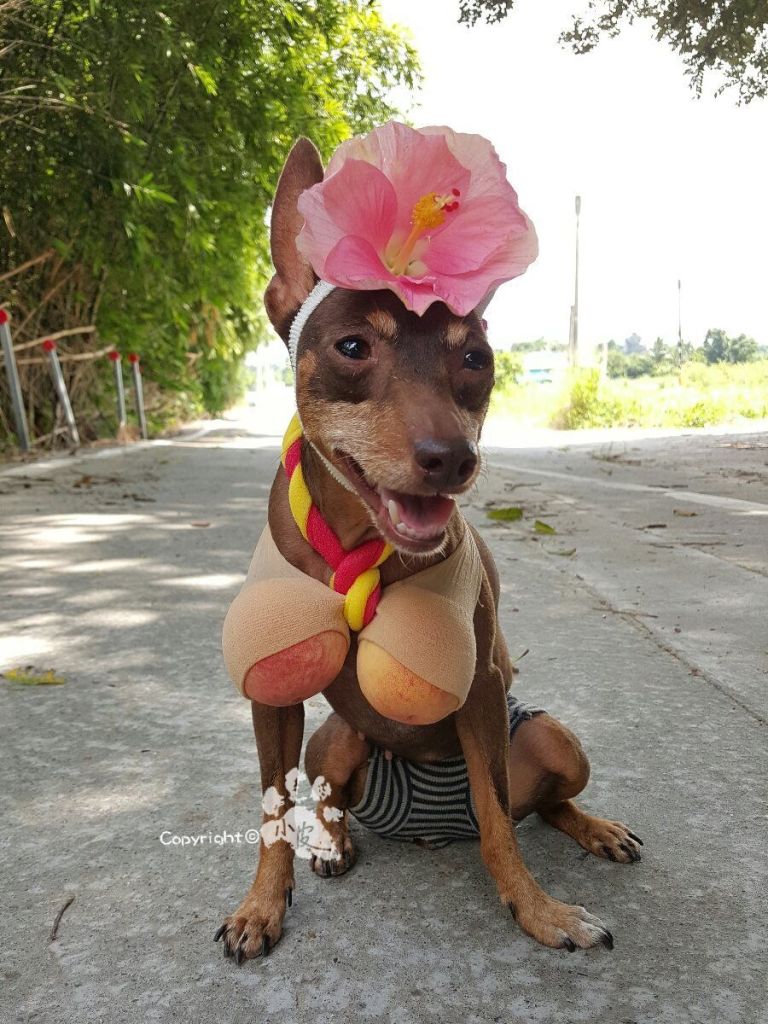  Xiao Pi é uma cadela tailandesa que faz sucesso na internet por causa de seus looks inusitados