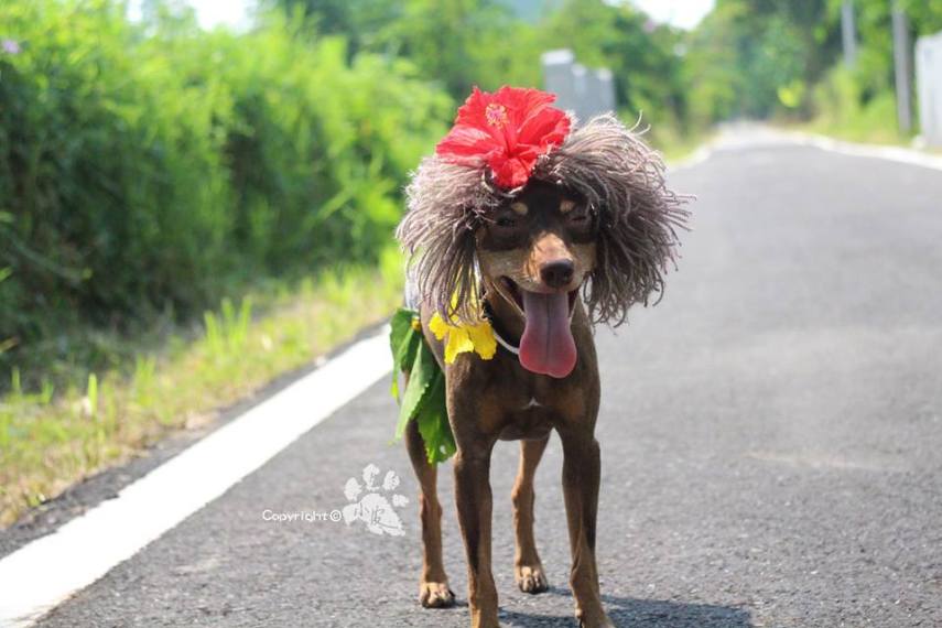  Xiao Pi é uma cadela tailandesa que faz sucesso na internet por causa de seus looks inusitados