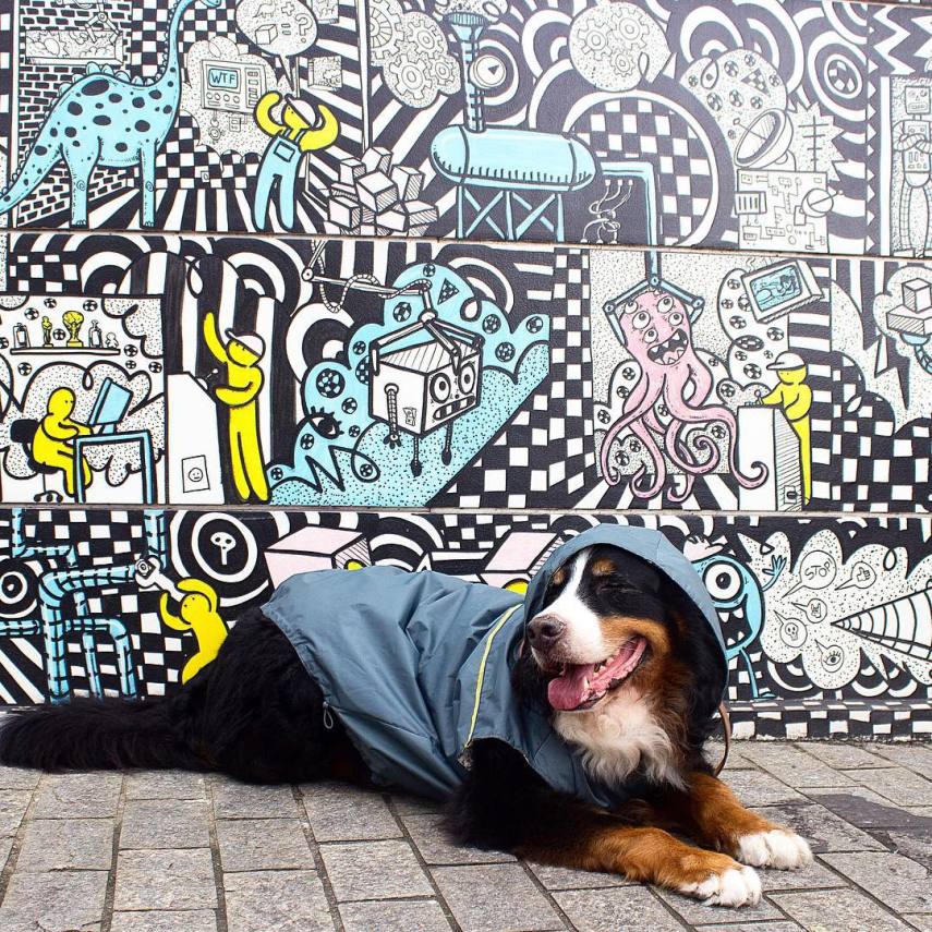 A roupa é da marca Pet Rocks e custa a partir de R$ 88