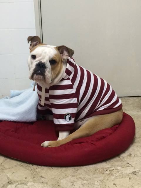 A roupa é da marca Dog in Pants e custa a partir de R$ 120