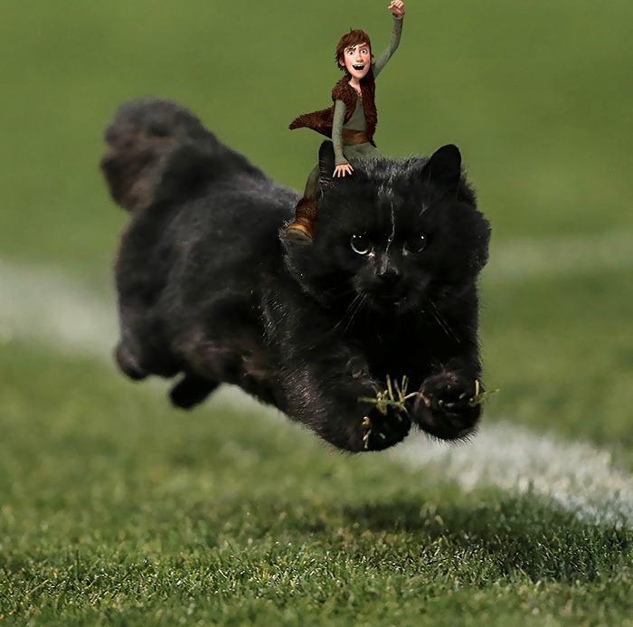 Um gato preto invadiu e interrompeu um jogo de rugby da liga australiana