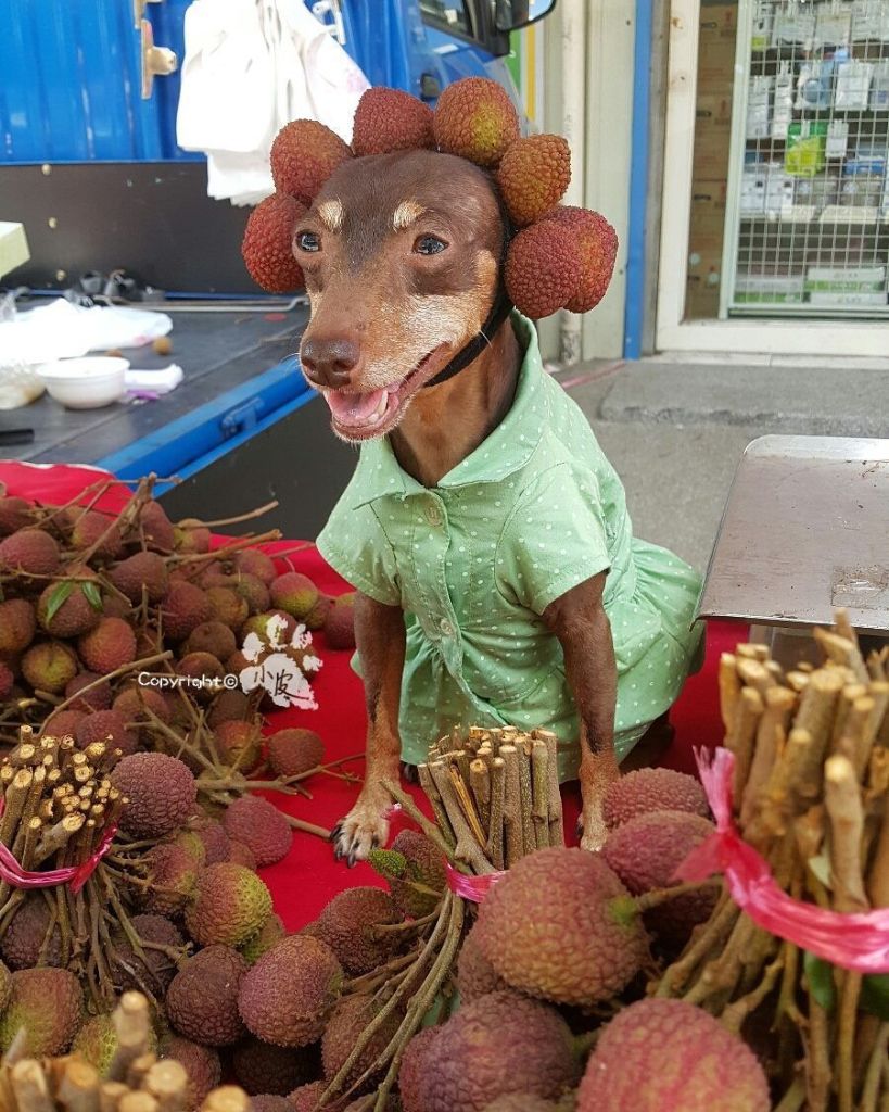  Xiao Pi é uma cadela tailandesa que faz sucesso na internet por causa de seus looks inusitados