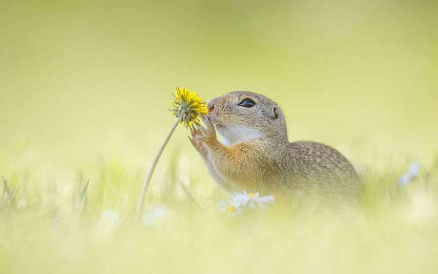 O fotógrafo alemão Henrik Spranz otografar a rotina dos esquilos em seu habitat natural