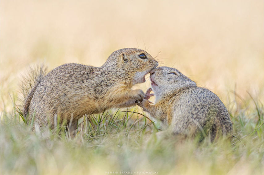 O fotógrafo alemão Henrik Spranz otografar a rotina dos esquilos em seu habitat natural