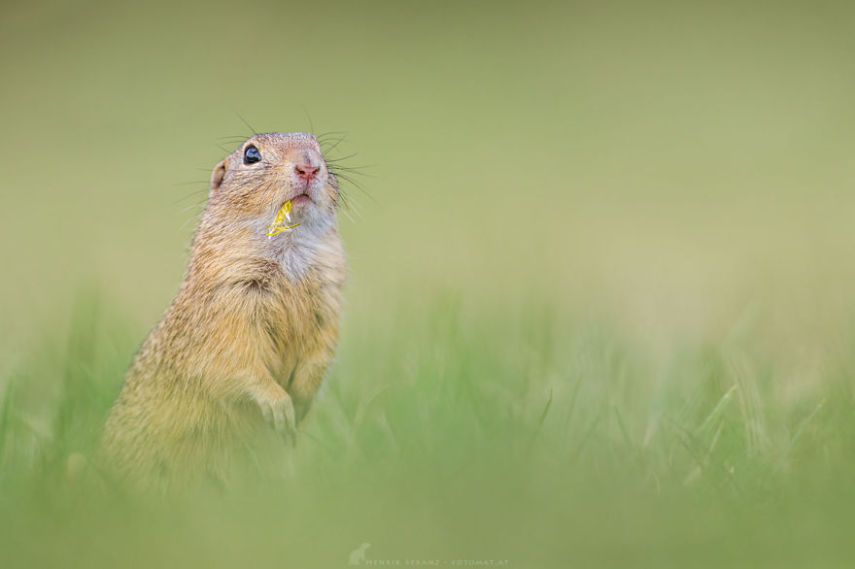 O fotógrafo alemão Henrik Spranz otografar a rotina dos esquilos em seu habitat natural
