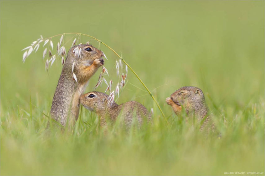 O fotógrafo alemão Henrik Spranz otografar a rotina dos esquilos em seu habitat natural