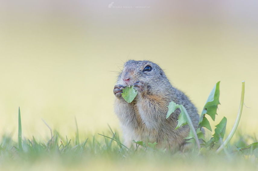 O fotógrafo alemão Henrik Spranz otografar a rotina dos esquilos em seu habitat natural