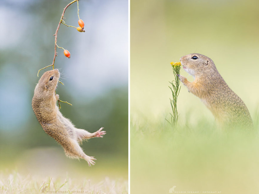O fotógrafo alemão Henrik Spranz otografar a rotina dos esquilos em seu habitat natural