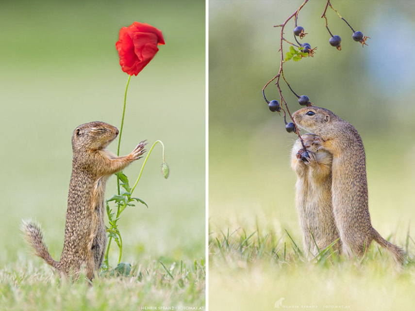 O fotógrafo alemão Henrik Spranz otografar a rotina dos esquilos em seu habitat natural