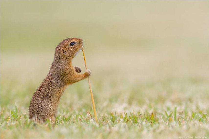 O fotógrafo alemão Henrik Spranz otografar a rotina dos esquilos em seu habitat natural