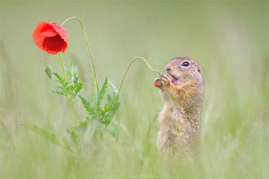 O fotógrafo alemão Henrik Spranz otografar a rotina dos esquilos em seu habitat natural