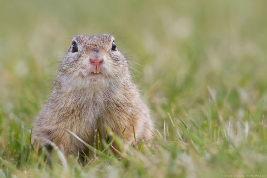 O fotógrafo alemão Henrik Spranz otografar a rotina dos esquilos em seu habitat natural