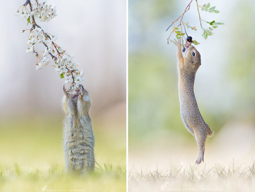 O fotógrafo alemão Henrik Spranz otografar a rotina dos esquilos em seu habitat natural