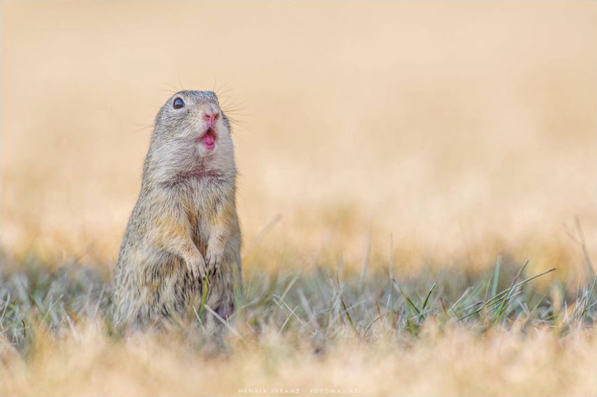 O fotógrafo alemão Henrik Spranz otografar a rotina dos esquilos em seu habitat natural
