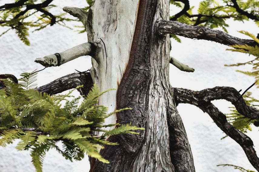 Imagem de Stephen Voss, fotógrafo especializado em bonsais