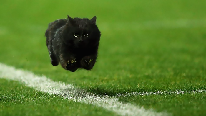 Um gato preto invadiu e interrompeu um jogo de rugby da liga australiana