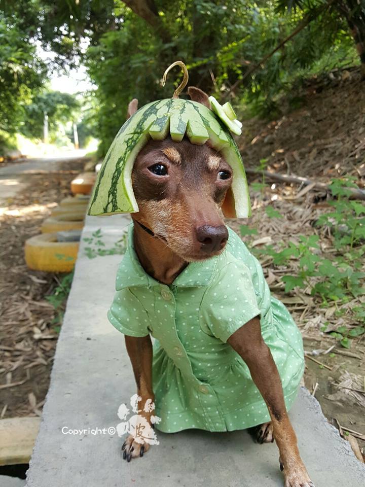  Xiao Pi é uma cadela tailandesa que faz sucesso na internet por causa de seus looks inusitados