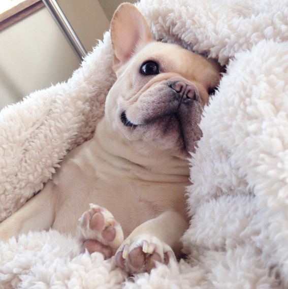 Milo é um sucesso no Instagram e tem mais de meio milhão de seguidores