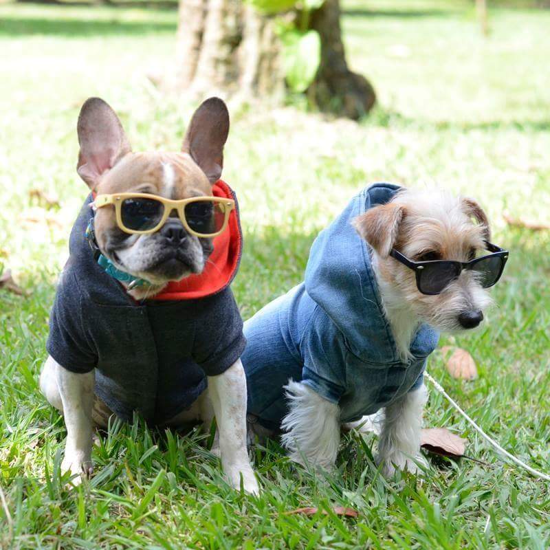 A roupa é da marca Pet Rocks e custa a partir de R$ 87