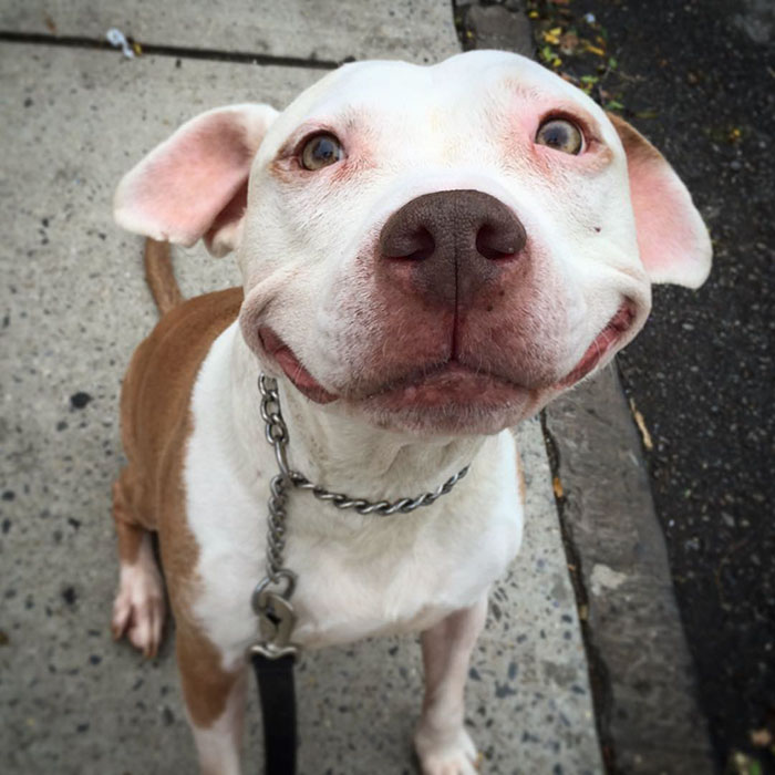 Conheça Brinks, um pit bull que foi encontrado na rua e só sorri para seu novo dono