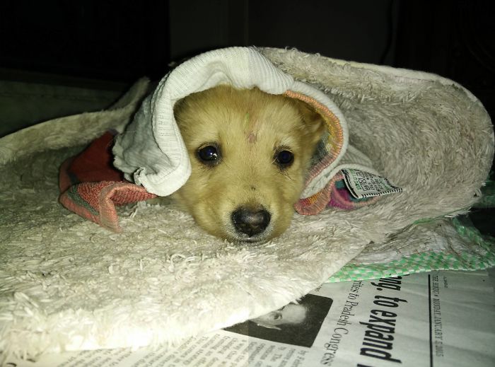 Esses cachorros foram fotografados em seus primeiros dias de casa nova