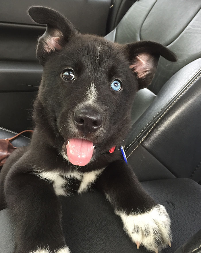 Esses cachorros foram fotografados em seus primeiros dias de casa nova