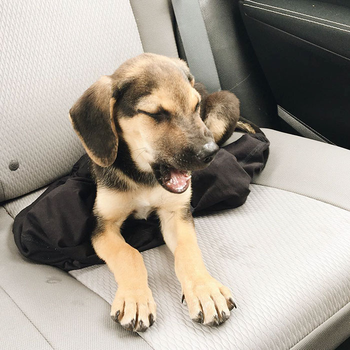 Esses cachorros foram fotografados em seus primeiros dias de casa nova