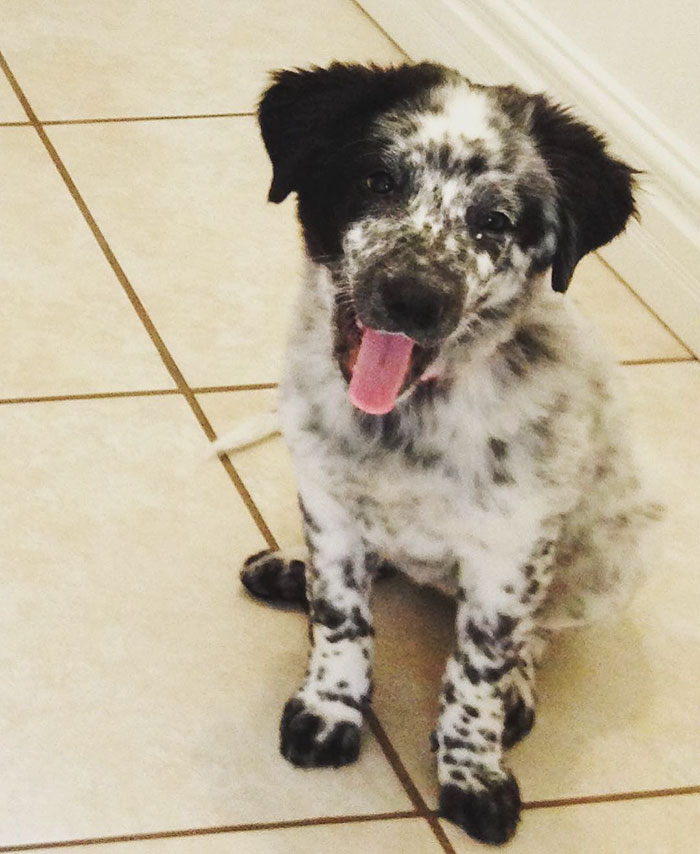 Esses cachorros foram fotografados em seus primeiros dias de casa nova