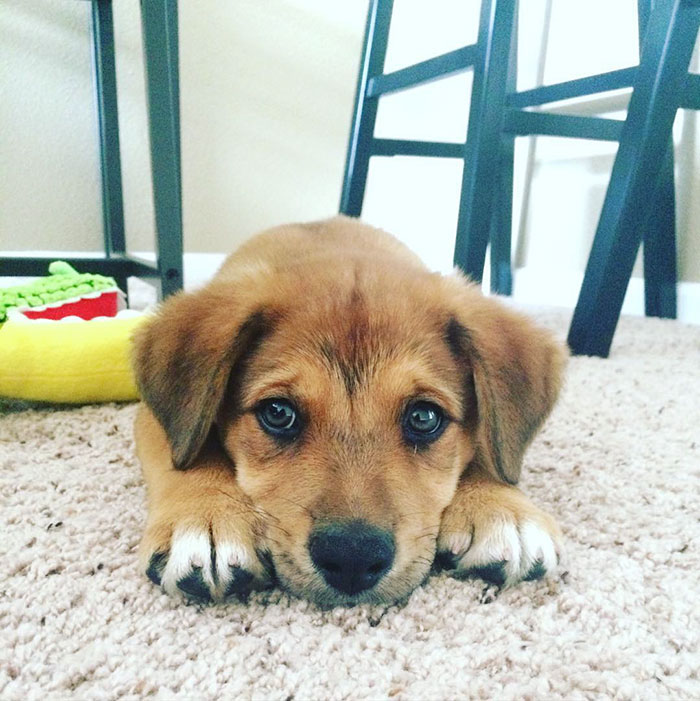 Esses cachorros foram fotografados em seus primeiros dias de casa nova