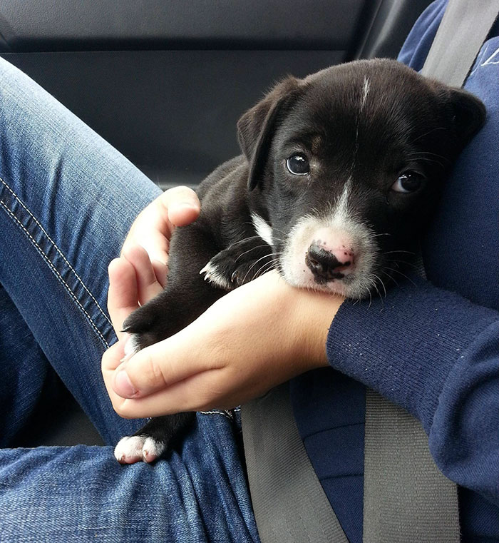 Esses cachorros foram fotografados em seus primeiros dias de casa nova