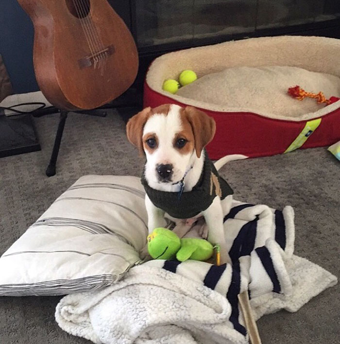 Esses cachorros foram fotografados em seus primeiros dias de casa nova