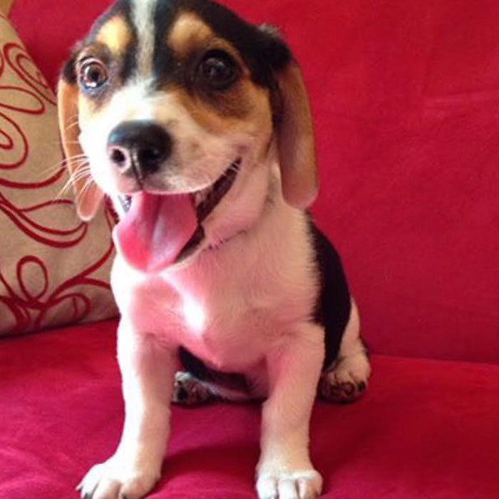 Esses cachorros foram fotografados em seus primeiros dias de casa nova