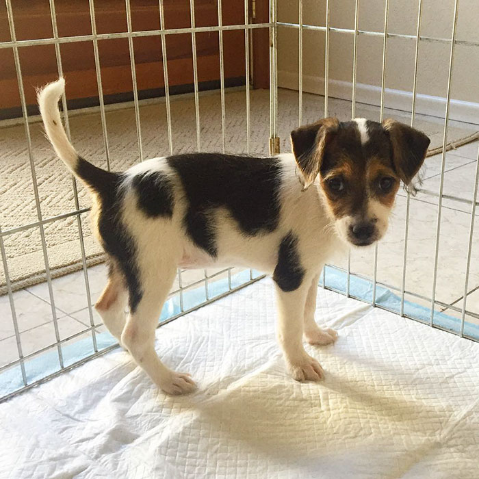 Esses cachorros foram fotografados em seus primeiros dias de casa nova