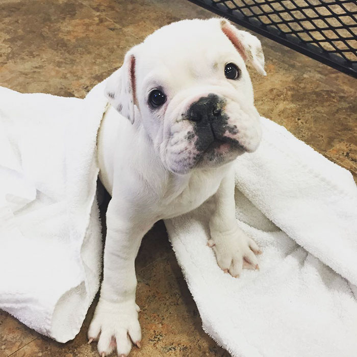 Esses cachorros foram fotografados em seus primeiros dias de casa nova