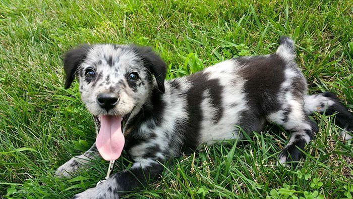 Esses cachorros foram fotografados em seus primeiros dias de casa nova