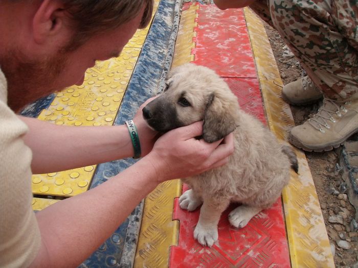 Esses cachorros foram fotografados em seus primeiros dias de casa nova